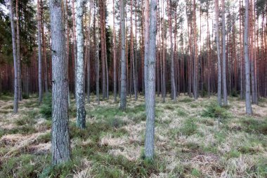 Çam ormanının arka planında çimenli bir çalılık var