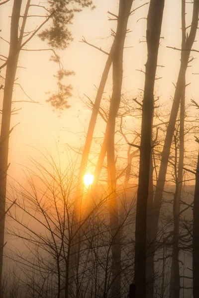 Sonne Und Nebel Wald Beim Dorf — Stockfoto