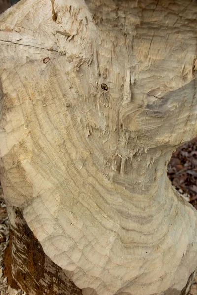 Κατεστραμμένα Δέντρα Κορμό Που Δαγκώνουν Κάστορες — Φωτογραφία Αρχείου