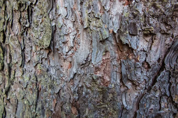 Detailní Záběr Borové Kůry Kmeni Stromu Jako Pozadí — Stock fotografie