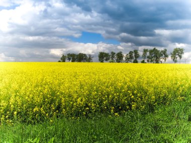 Kolza tohumu tarlası sarı çiçekleri ve mavi gökyüzü, Ukrayna bayrağının renkleri, Ukrayna tarım illüstrasyonu