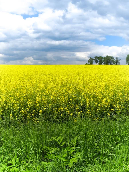 Pole Rzepaku Żółte Kwiaty Błękitne Niebo Kolory Ukraińskiej Flagi Ukraina — Zdjęcie stockowe