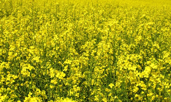 Rapeseed Field Yellow Flowers Yellow Background Can Used Example Bottom — Stock Photo, Image