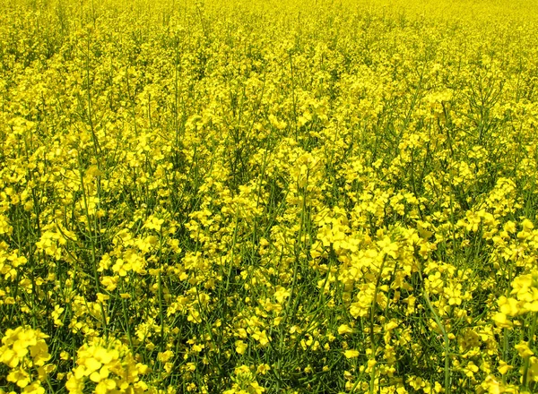 Koolzaad Veld Gele Bloemen Als Een Gele Achtergrond Kan Worden — Stockfoto