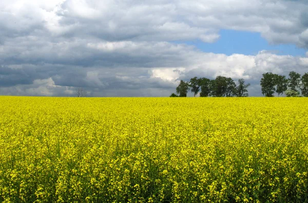 Repce Mező Sárga Virágok Kék Színek Ukrán Zászló Ukrajna Mezőgazdaság — Stock Fotó