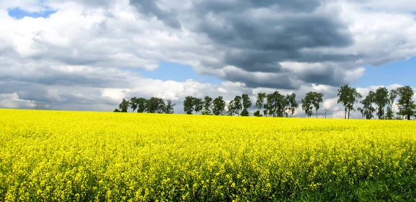 Koolzaad Veld Gele Bloemen Blauwe Lucht Kleuren Van Oekraïense Vlag — Stockfoto