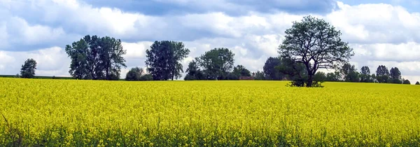 Rapeseed Field Yellow Flowers Blue Sky Colors Ukrainian Flag Ukraine — Stock Photo, Image