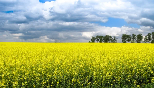 Rapsfrö Fält Gula Blommor Och Blå Himmel Färger Den Ukrainska — Stockfoto