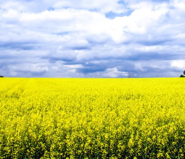 Kolza tohumu tarlası sarı çiçekleri ve mavi gökyüzü, Ukrayna bayrağının renkleri, Ukrayna tarım illüstrasyonu