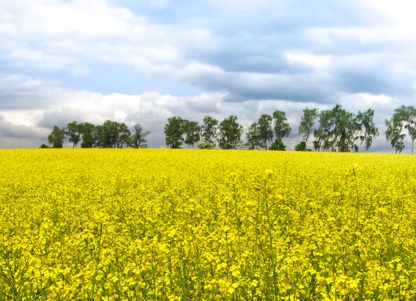 Pole Rzepaku Żółte Kwiaty Błękitne Niebo Kolory Ukraińskiej Flagi Ukraina — Zdjęcie stockowe