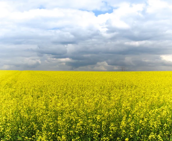 Rapsfeld Gelbe Blumen Und Blauer Himmel Farben Der Ukrainischen Flagge — Stockfoto