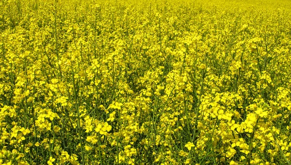Campo Colza Flores Amarillas Como Fondo Amarillo Puede Utilizar Por —  Fotos de Stock