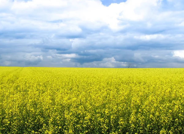 Pole Rzepaku Żółte Kwiaty Błękitne Niebo Kolory Ukraińskiej Flagi Ukraina — Zdjęcie stockowe