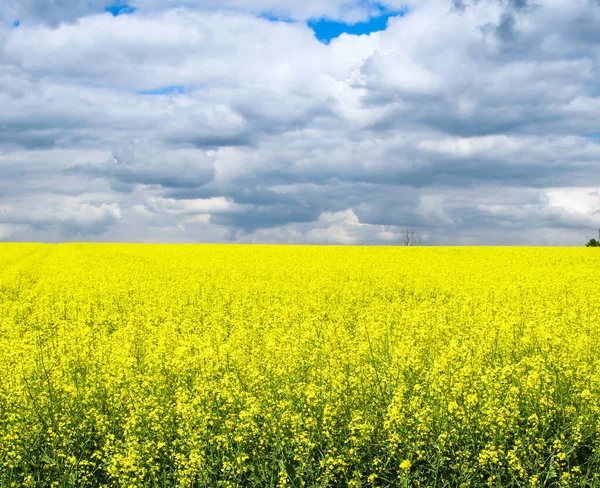 Campo Colza Flores Amarillas Cielo Azul Colores Bandera Ucrania Ucrania — Foto de Stock