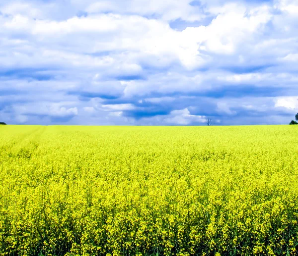 Koolzaad Veld Gele Bloemen Blauwe Lucht Kleuren Van Oekraïense Vlag — Stockfoto
