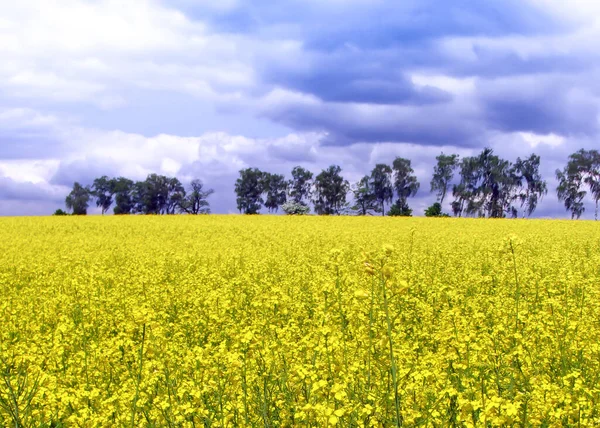 Pole Rzepaku Żółte Kwiaty Błękitne Niebo Kolory Ukraińskiej Flagi Ukraina — Zdjęcie stockowe