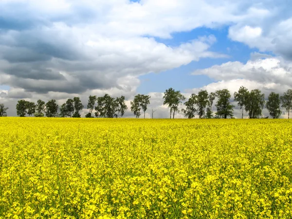 Řepkové Pole Žluté Květy Modrá Obloha Barvy Ukrajinské Vlajky Ukrajina — Stock fotografie
