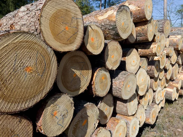 Timmer Trä Som Ligger Hög Skogen För Att Bilda Bakgrunden — Stockfoto