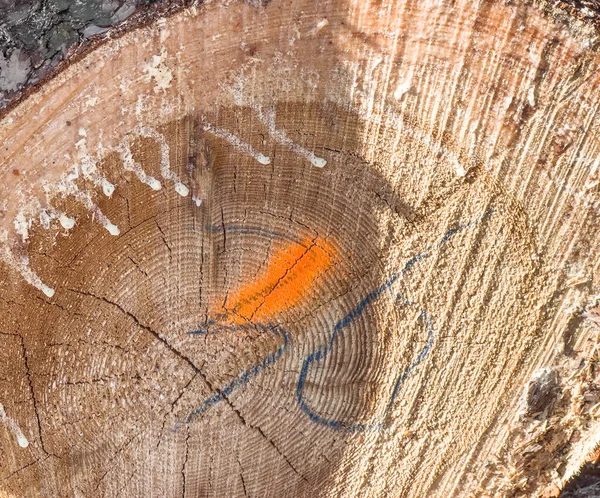 Колоди Деревини Лежать Купі Лісі Щоб Сформувати Фон — стокове фото