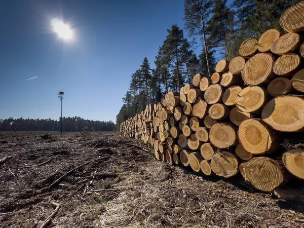 Logs Wood Lying Pile Forest Form Background — Stock Photo, Image