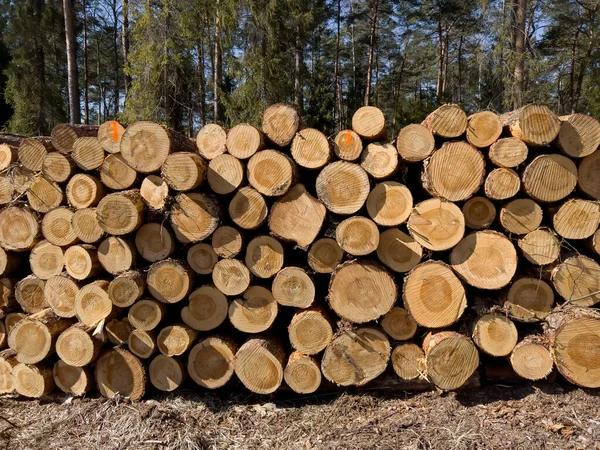 Logs Wood Lying Pile Forest Form Background — Stock Photo, Image