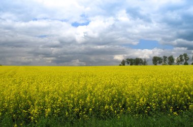 Kolza tohumu tarlası sarı çiçekleri ve mavi gökyüzü, Ukrayna bayrağının renkleri, Ukrayna tarım illüstrasyonu