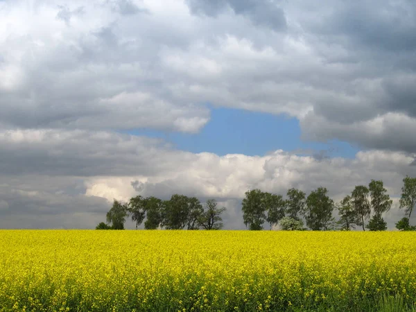 Koolzaad Veld Gele Bloemen Blauwe Lucht Kleuren Van Oekraïense Vlag — Stockfoto