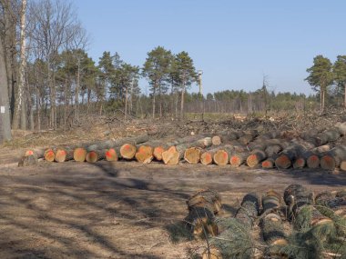 Oak kütükleri ormanın açık alanının yanında yol kenarında yer alıyor..