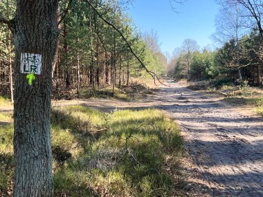 Ağaç kesme ve taşıma sırasında çalışan orman araçlarının geçişi yüzünden hasar görmüş bir orman bisikleti yolu..