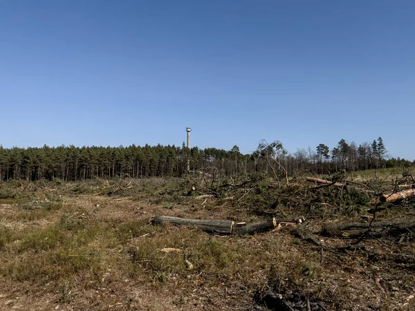 Oak Logs Lying Clearing Spot Forest Point Road — Stock Photo, Image