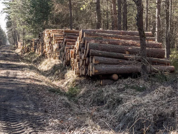 Storage Wood Prepared Transport Forest Piles Forest Roads — Stock Photo, Image