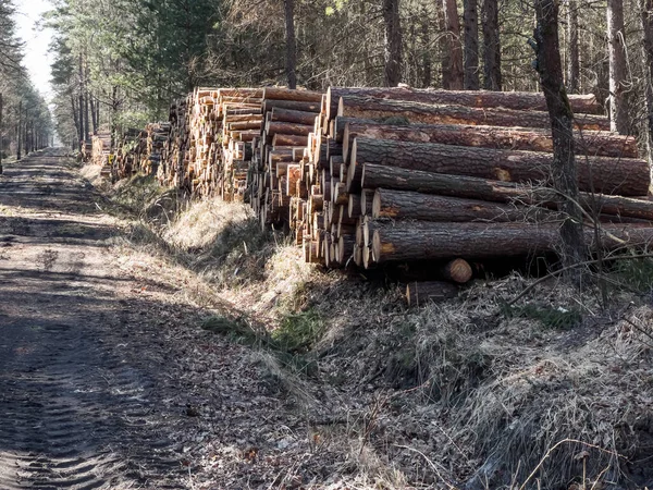 Storage Wood Prepared Transport Forest Piles Forest Roads — Stock Photo, Image