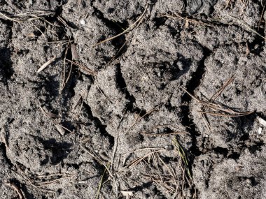 Kuraklık. Karsız ve kurak bir kış sonrasında yeryüzünün kumlu yüzeyi kuraklıktan çatladı. Tek bitkiler utangaç bir şekilde filizlenir. Arkaplan olarak.