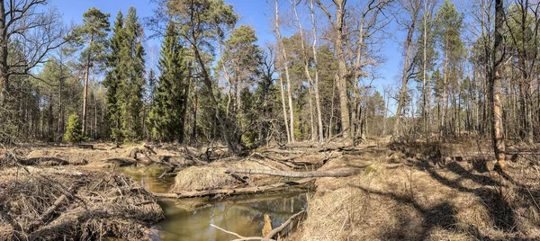 Desastre Áreas Florestais Sobre Parte Superior Rio Mala Panew Polónia — Fotografia de Stock