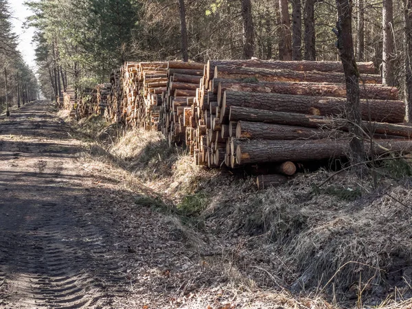 Storage Wood Prepared Transport Forest Piles Forest Roads — Stock Photo, Image