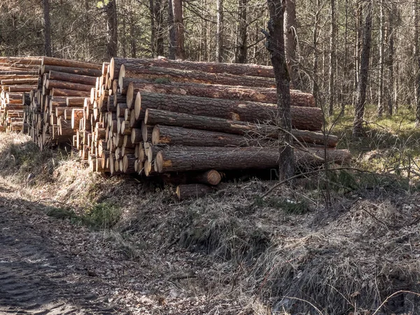 Storage Wood Prepared Transport Forest Piles Forest Roads — Stock Photo, Image