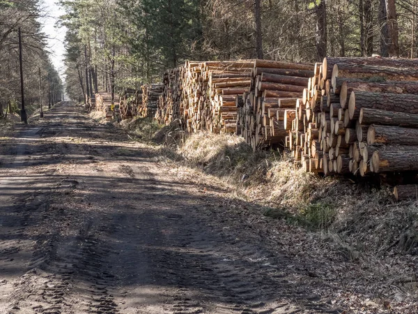 Storage Wood Prepared Transport Forest Piles Forest Roads — Stock Photo, Image