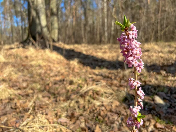 Roze Bloemen Van Februari Daphne Daphne Mezereum Bloei Zonnige Lentedag — Stockfoto