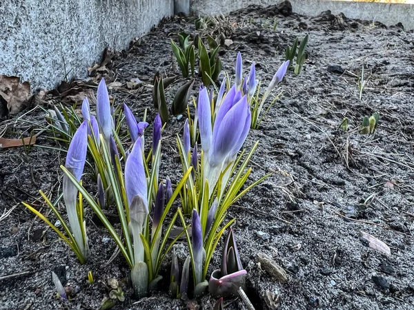 Büschel Frühlingsblühender Krokusse Die Waldrand Der Nähe Des Dorfes Wachsen — Stockfoto