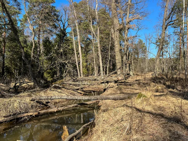 Desastre Áreas Florestais Sobre Parte Superior Rio Mala Panew Polónia — Fotografia de Stock
