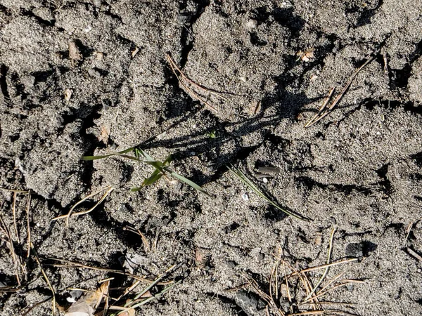 Sequía Superficie Arenosa Tierra Agrietó Por Sequía Después Invierno Seco — Foto de Stock