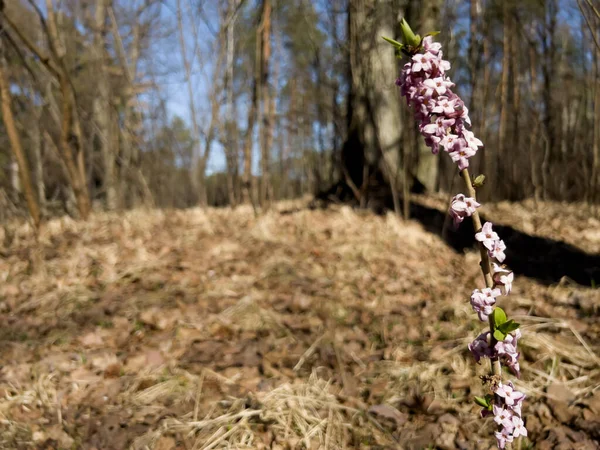 Roze Bloemen Van Februari Daphne Daphne Mezereum Bloei Zonnige Lentedag — Stockfoto