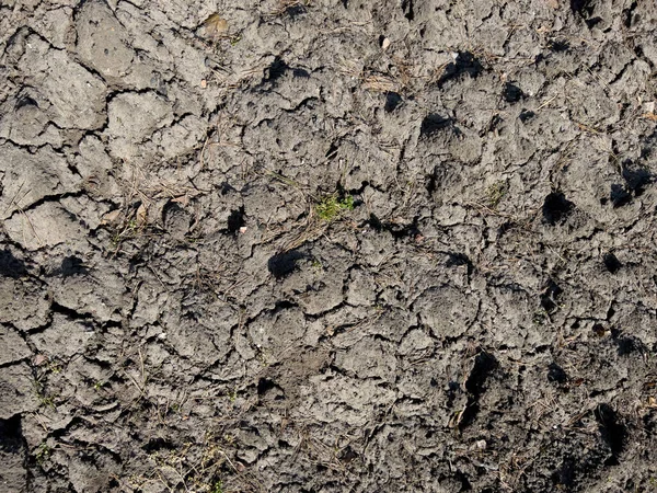 Drought Sandy Surface Earth Cracked Drought Snowless Dry Winter Single — Stock Photo, Image