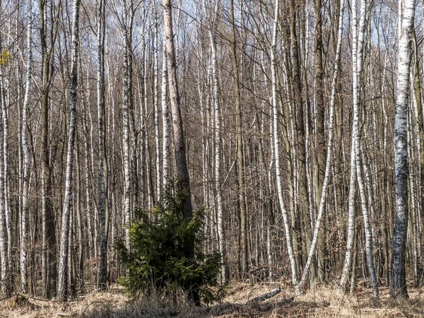 Floresta Caduca Início Primavera Quando Árvores Ainda Estão Sem Folhas — Fotografia de Stock