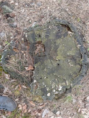 Arka plan olarak kesilen bir ağaçtan sonra ormana bırakılan eski bir kütük.