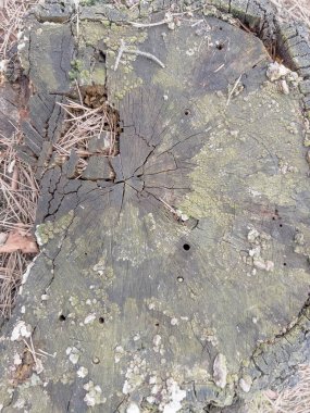 Arka plan olarak kesilen bir ağaçtan sonra ormana bırakılan eski bir kütük.