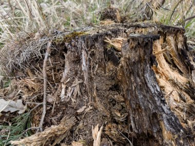 Arka plan olarak kesilen bir ağaçtan sonra ormana bırakılan eski bir kütük.