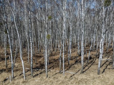 Baharın başlarında yapraksız, güneşli havalarda, bir arka plan olarak huş ağacı ormanı.