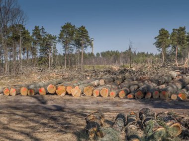 Oak kütükleri ormanın açık alanının yanında yol kenarında yer alıyor..