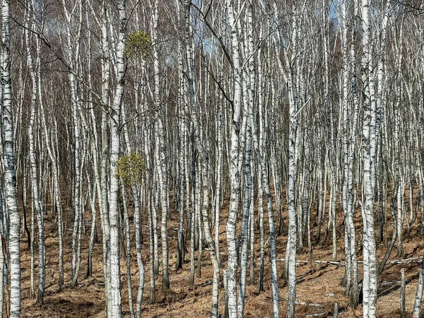 Nyírfa Erdő Kora Tavasszal Levelek Nélkül Napsütéses Időben Háttérként — Stock Fotó